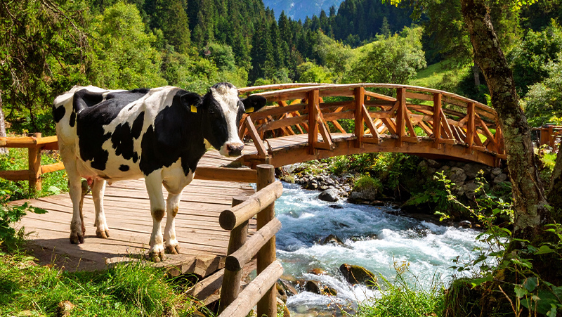 初期費用を抑え、Webの全てを定額にするイメージ