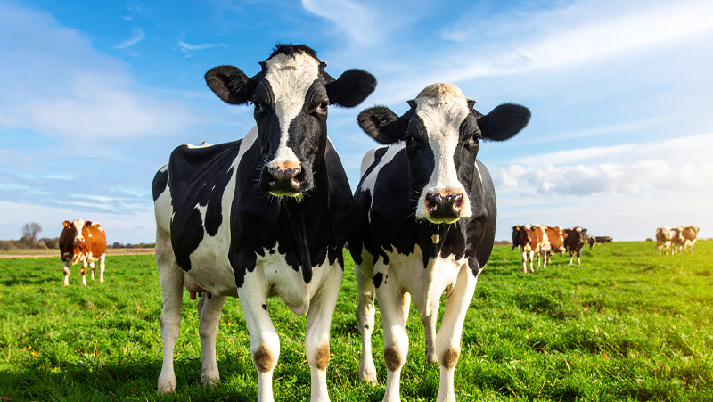 初期費用を抑え、Webの全てを定額にするイメージ