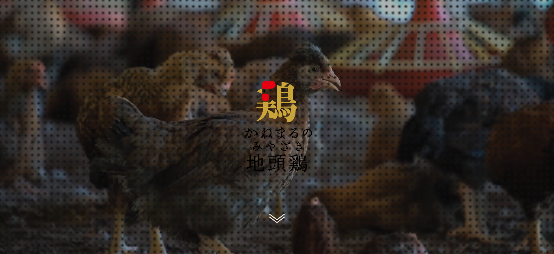 かねまるのみやざき地頭鶏