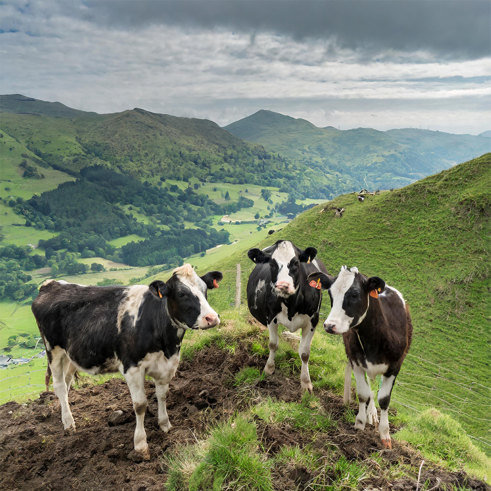ウェブ担当プラン